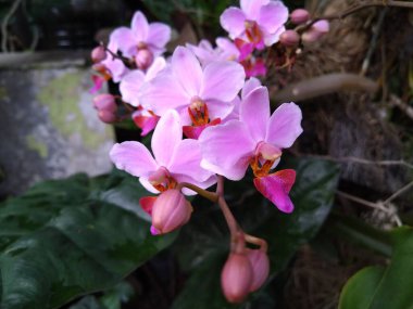 Pembe orkidenin yakın görüntüsü