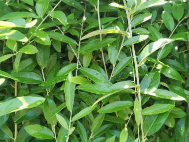 Arka plan olarak doğal yeşil bitkiler