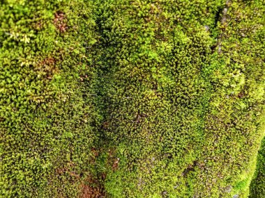 Tuğlaların üzerindeki yosun dokusu.