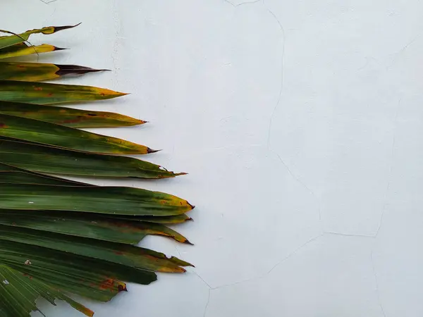 Beyaz arkaplanda Palmiye yapraklarını kes