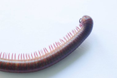 Beyaz arka planda kırkayak hayvan