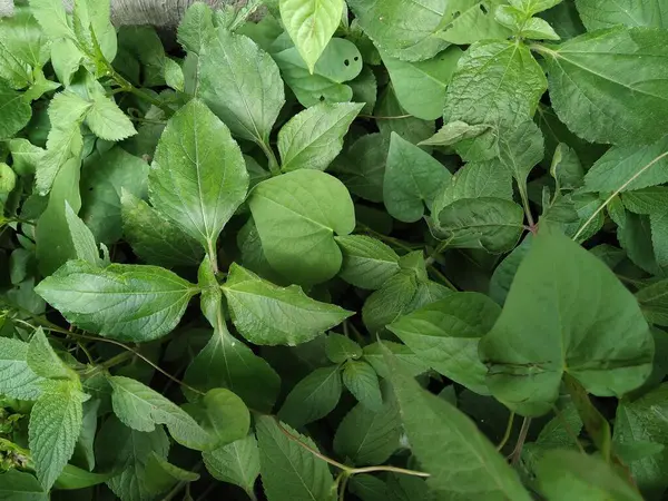 Odaklanamayan yaratıcı yeşil bitki arkaplan resmi