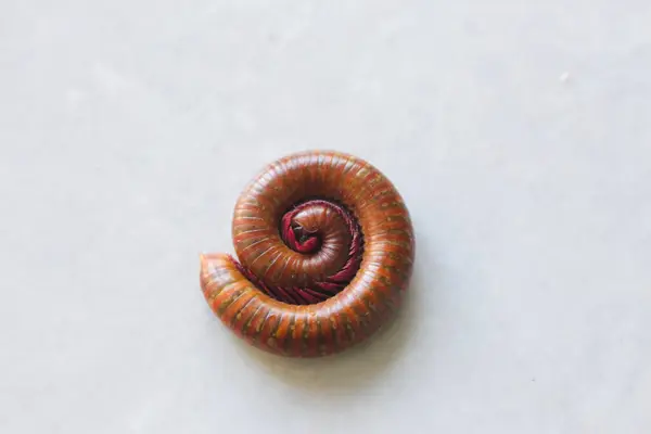 Beyaz arka planda kırkayak hayvan