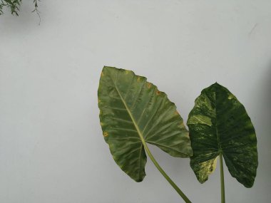 Alocasia, geniş yapraklı bir bitki.