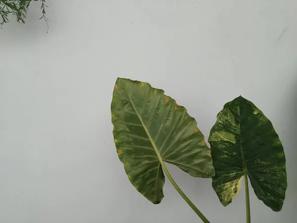 Alocasia, geniş yapraklı bir bitki.