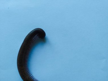 Beyaz arka planda kırkayak hayvan