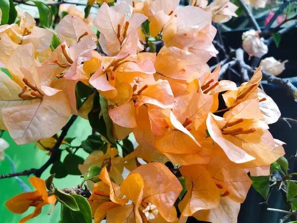 stock image Bougenville, plants that usually decorate the yard of the house