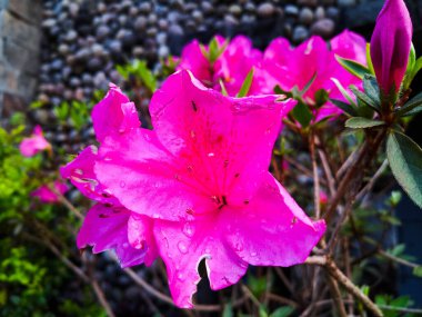 Arkaplan olarak pembe Azelea çiçekleri