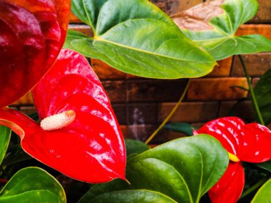 Kırmızı tuğladan arkaplandaki şarbonlu çiçek süsleme bitkisi.