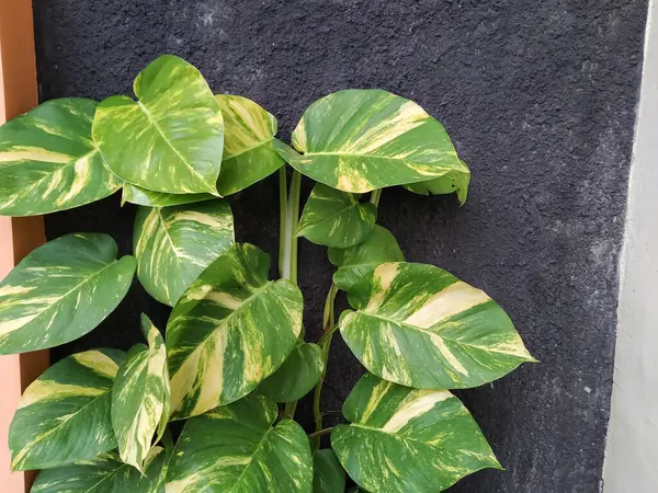 stock image Ivory Betel plant on a black wall