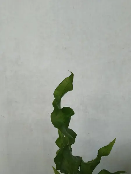 Beyaz arkaplanda alevli eğreltiotu çiçeği