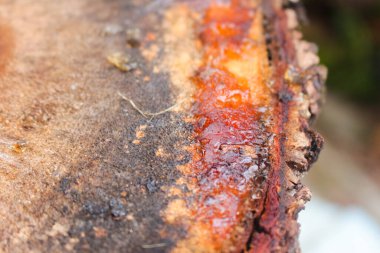 Ahşap parçalarından sızan öz suyu.