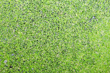 Tüm su yüzeyini kaplayan su bitkileri.