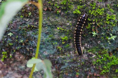 Duvarda sürünen karga tırtılları.