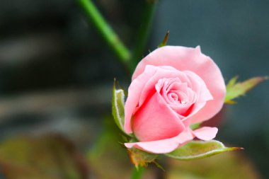 Henüz açmamış pembe güller.