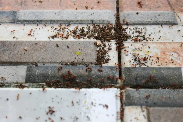 Yerden çıkan kırmızı karınca kolonisi