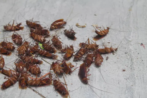 Onlarca böcek böcek böcek ilacına maruz kaldıktan sonra öldü.