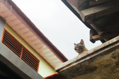 Bir kedi evin çatısına tırmandı.