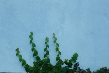 Duvarlarda sürünen bitkiler