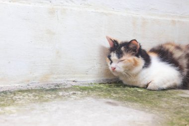 Duvarın arkasında uyuyan bir kedi.