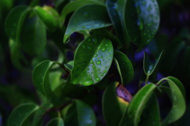 Yeşil bir yaprak ve yağmur suyu