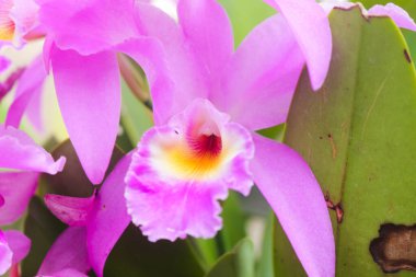 Pembe bir Cattleya Mantini Orkidesi