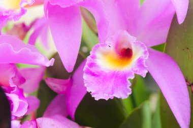 Pembe bir Cattleya Mantini Orkidesi