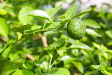 İyi yetişen kireç ağaçları.