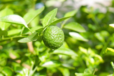 İyi yetişen kireç ağaçları.