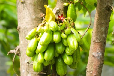Wuluh yıldızı meyvesi yemyeşil bir ağaçta