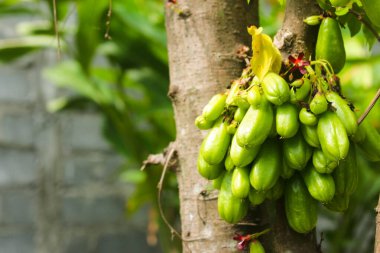 Wuluh yıldızı meyvesi yemyeşil bir ağaçta