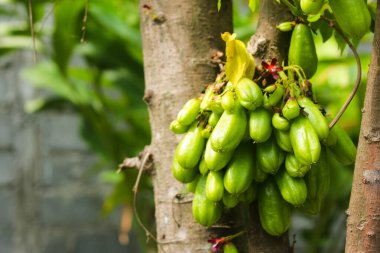 Wuluh yıldızı meyvesi yemyeşil bir ağaçta