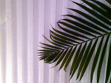 Beyaz arkaplanda palmiye yaprakları