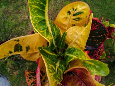 Farklı renklerde Croton elma süsleme bitkileri