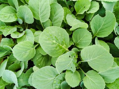 Çok sayıda sebze fidanı kapanıyor.