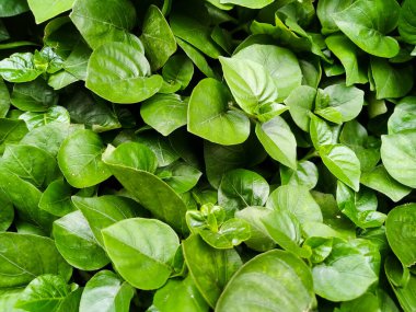 Çok sayıda sebze fidanı kapanıyor.