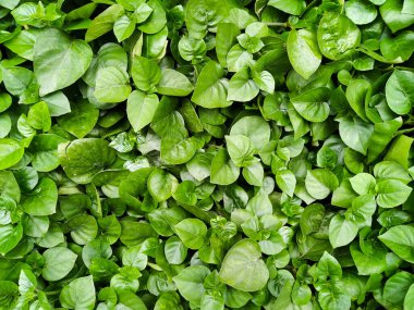 Çok sayıda sebze fidanı kapanıyor.