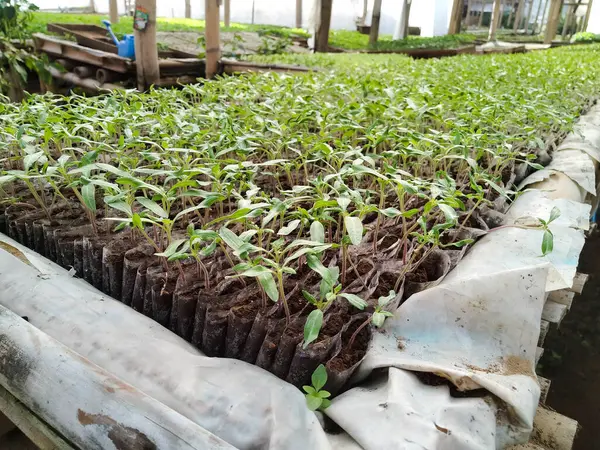 Çok sayıda sebze fidanı kapanıyor.