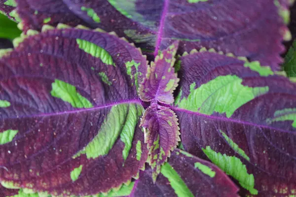 Coleus scutellarioides çiçeği yaklaş