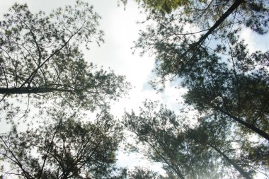 Ağaçların ve gökyüzünün resmi