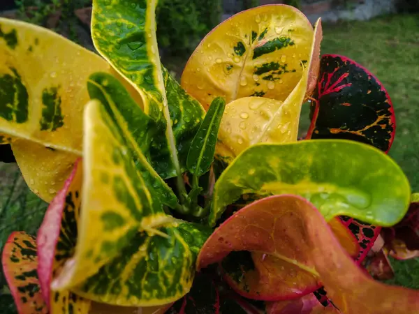 Farklı renklerde Croton elma süsleme bitkileri