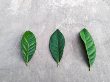 Gri arkaplanda üç yaprak