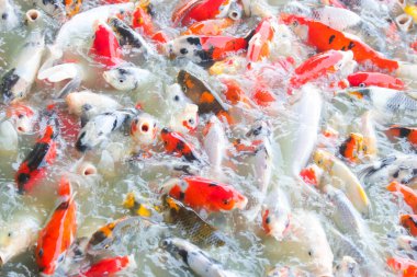 Koi balığının çeşitli renkleri