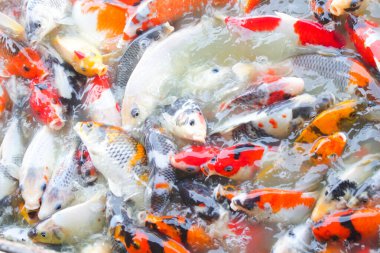 Koi balığının çeşitli renkleri