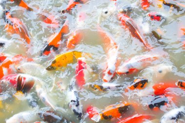 Koi balığının çeşitli renkleri