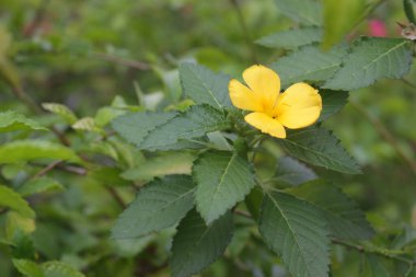 Yaratıcı sarı çiçek arkaplan resmi