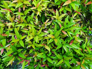 İyi yetişen bir bitki.