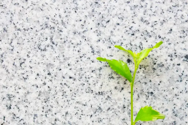 Seramik arka planı olan bir bitki.