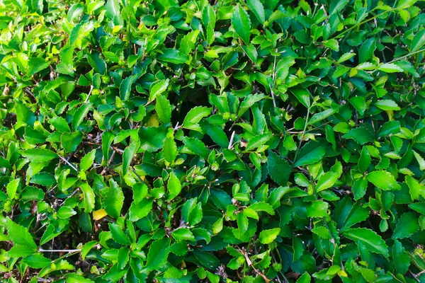 İyi yetişen bir bitki.