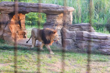 Aslan, ormanın kralı lakaplı bir hayvan türü.